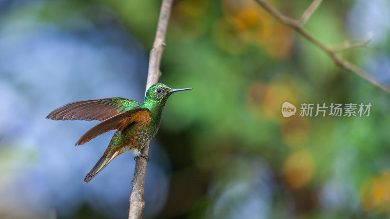 黄斑Colibri flavescent (Boissonneaua flavescens)，浅尾冠，Colibrí Colihabano。